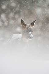Fototapeta premium Roe deer in the snowstorm. Roe deer on snow. Roe deer in winter.
