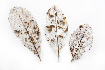 Dried Leaf Skeleton isolated on white background.