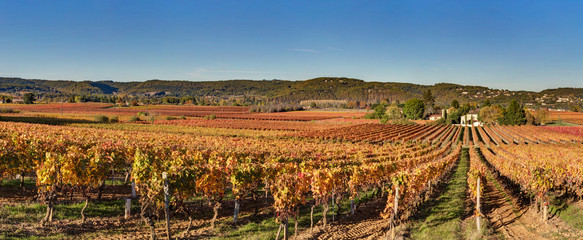Naklejka premium Panorama d'un champ de vignes en automne dans le vignoble de Cahors (Lot)
