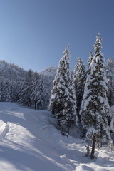 Snow covered larch and fir trees in the highlands. The snow spar