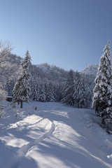Snow covered larch and fir trees in the highlands. The snow spar