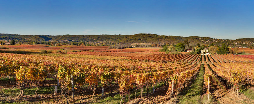 Panorama d'un champ de vignes en automne dans le vignoble de Cahors (Lot)