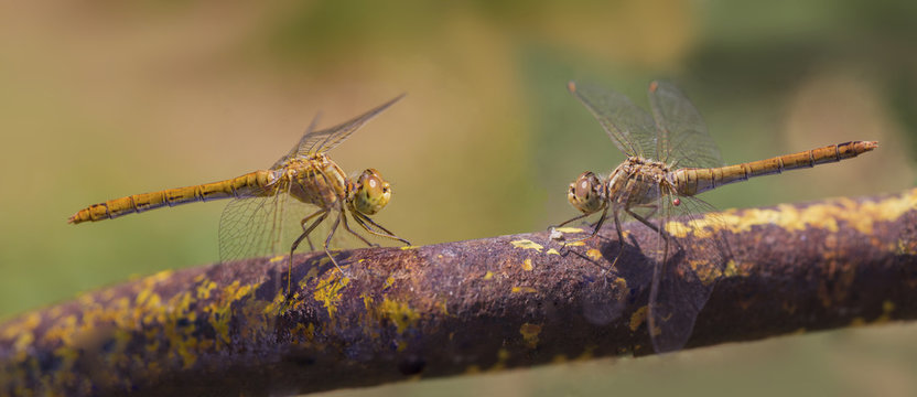 Two Dragonflies Sitting On A Rusty Pipe