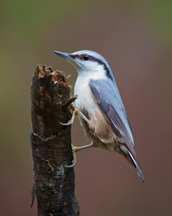 Eurasian nuthatch, (Sitta europaea).
