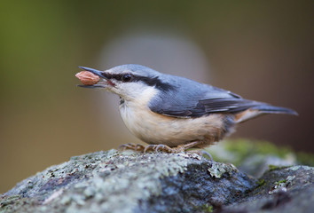 Eurasian nuthatch, (Sitta europaea) with nut in beak.