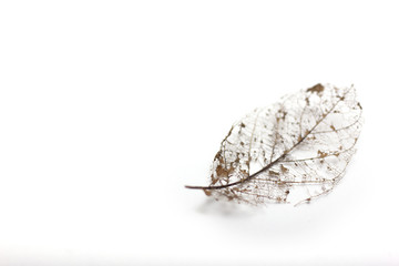 Obraz premium Dried Leaf Skeleton isolated on white background.
