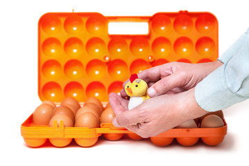 Small chicken in hands container background with eggs