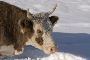 Cow under snow looking for grass. Winter rural scene.