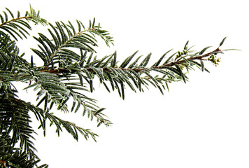 Green Coniferous  tree pine branch sprinkled with snow isolated on  white background. Concept corner frame for Christmas or New Year congratulations blank card.                