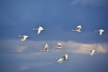 白鳥の群れ