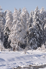 Snow covered larch and fir trees in the highlands. The snow spar