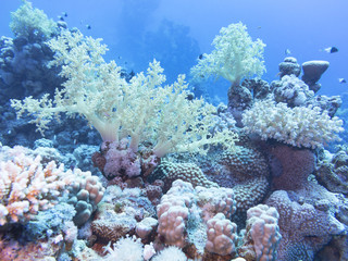 Naklejka na ściany i meble Coral reef at the bottom of tropical sea, underwater.