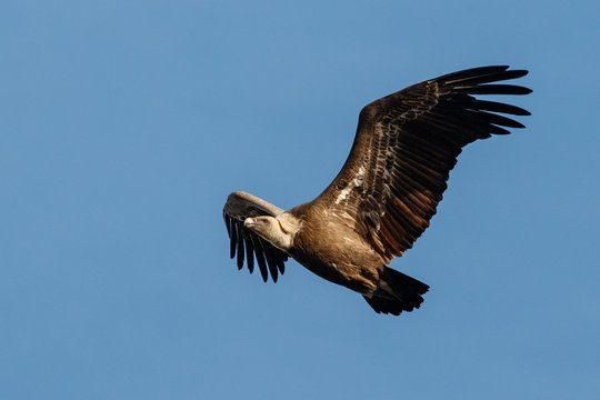 Griffon vulture flying on the blue sky, nature habitat, spanish andalusia, Gyps fulvus, wild spain, iberian wildlife