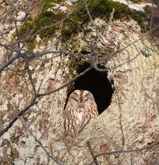 Tawny owl, (Strix aluco), sitting in its nest in an old oak tree in the forest.