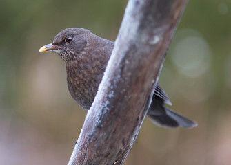Blackbird (Turdus merula). female.