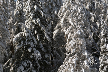 Snow covered larch and fir trees in the highlands. The snow spar