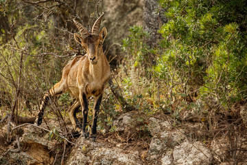 Spanish ibex young male in the nature habitat, wild iberia, spanish wildlife, mountain animals,...