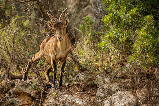 Spanish ibex young male in the nature habitat, wild iberia, spanish wildlife, mountain animals, middle of the rut, mating time