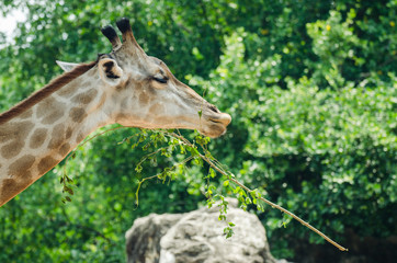 giraffe portrait, in the zoo