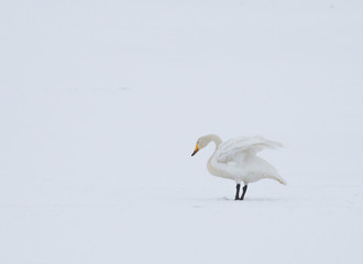Whooper swans (Cygnus cygnus), standing on a frozen and snow covered lake