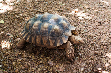 Turtles on the ground in the zoo.