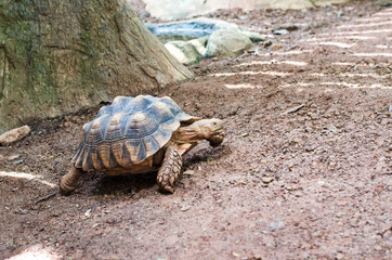 Turtles on the ground in the zoo.