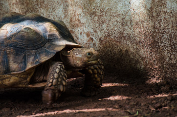 Turtles on the ground in the zoo.