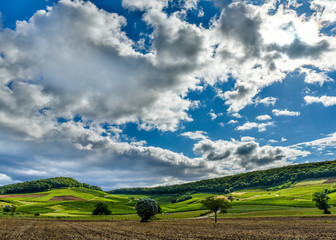 Fototapeta premium campaign with sky, cloudy, vines, trees and fields
