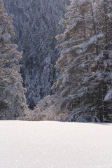 Snow covered larch and fir trees in the highlands. The snow spar