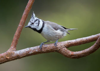 European crested tit (Lophophanes).