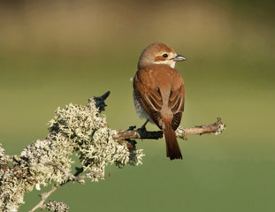 Red-backed shrike sitting on a branch with moss on.