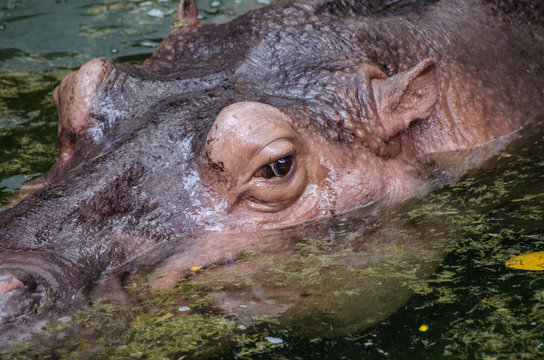 Hippo floating in dirty green water pool
