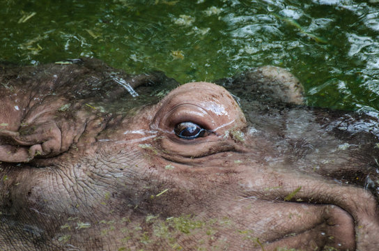 Hippo floating in dirty green water pool