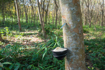 Rubber tree plantation, Thailand