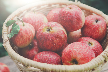 Basket with apples harvest in fall garden