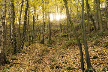 Herbst / Sonne scheint in den herbstlichen Wald
