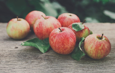 Red and yellow apples harvest in fall garden