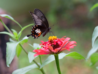 Butterfly on Zinnia flower