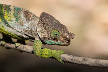 Oustalet chameleon