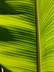 Banana leaves of backlight fresh green leaf