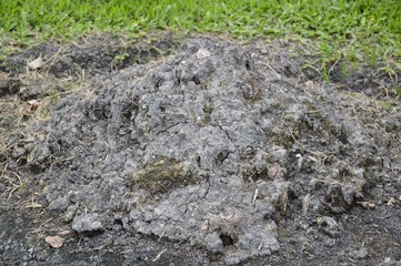 mound soil for planting in nature garden