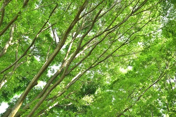 緑を見上げて