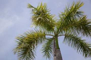 Obraz premium fresh green areca catechu fruit in nature garden