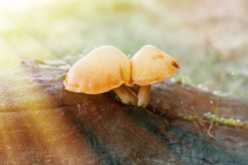 Field mushrooms growing on a trunk