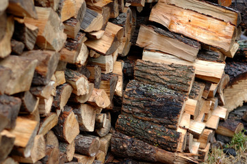Many felled and harvested for winter firewood.