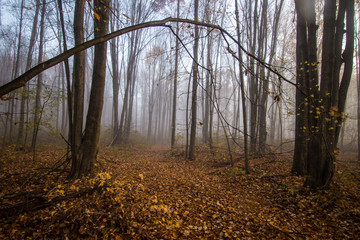 Obraz premium Foggy Forest Trail In Autumn. Leaves line a trail through a foggy forest autumn landscape in autumn
