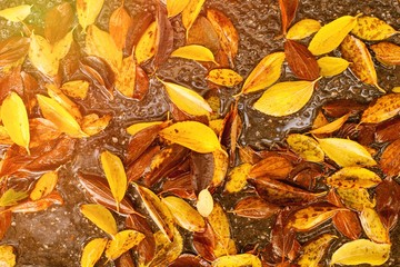 Fallen leaves of trees