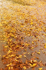 Fallen leaves of trees