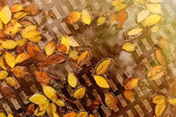 Fallen leaves of trees