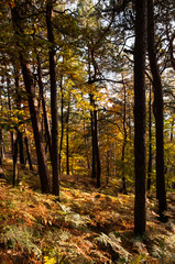 forest and autumn